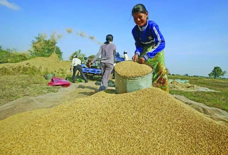 合肥緬甸國內大米價格暴漲刷新紀錄；大米出口量喜人